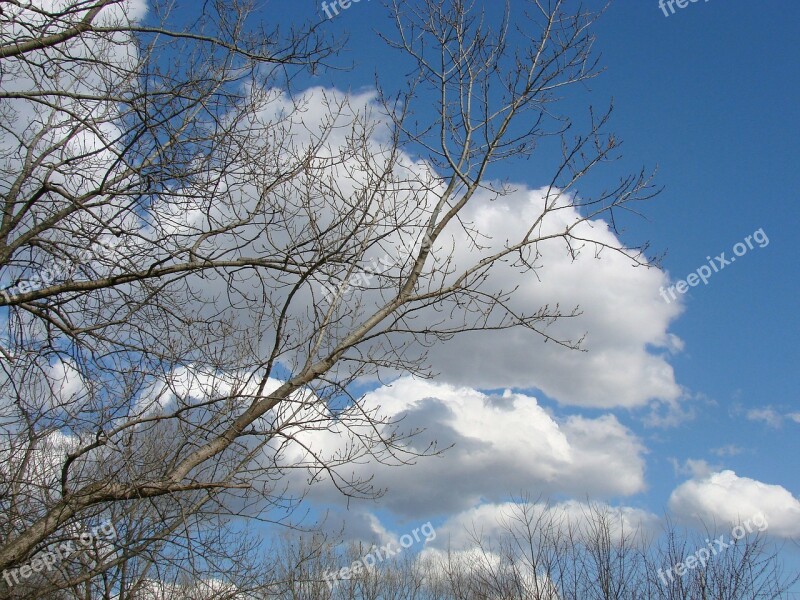 Sky Clouds Blue Tree Nature