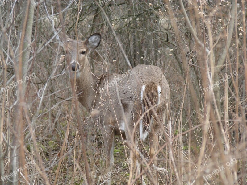 Deer Wood White Tailed Animal Nature