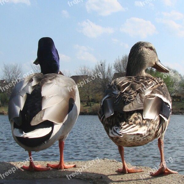 Ducks Male Female Nature Spring