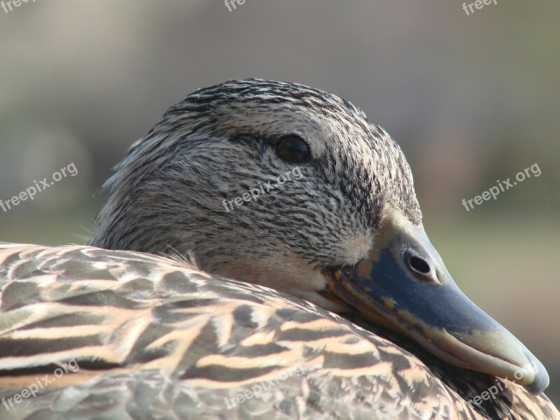 Duck Resting Female Sunshine Outdoors