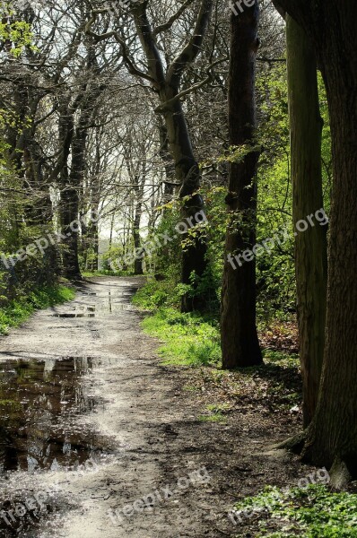 Forest Rain Tree Trees Seasons