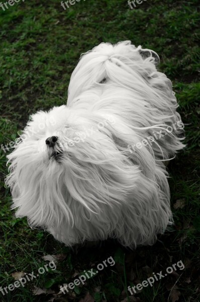 White Small Dog Animals Pet Hair