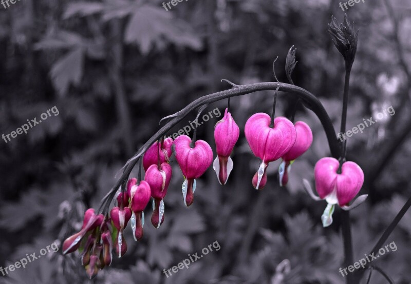 Flowers Flower Plants Nature Macro