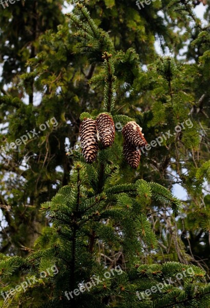 Cones Branch Tree Twig Nature