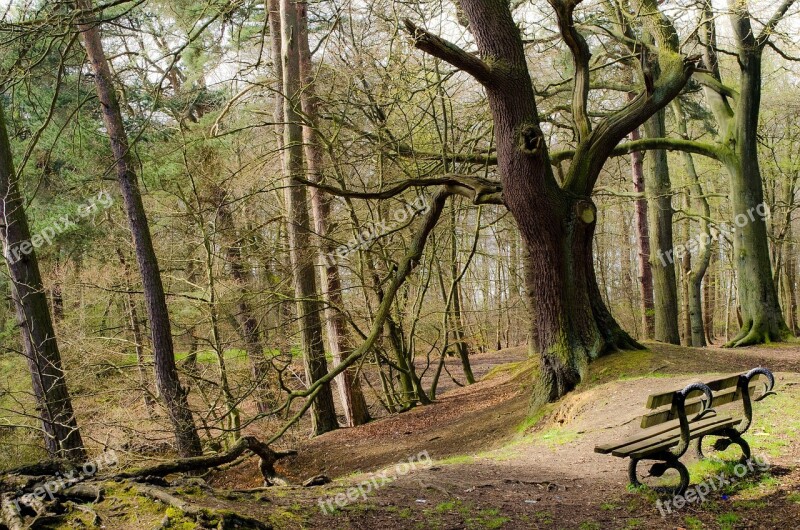 Bench Forest Tree Trees Branch