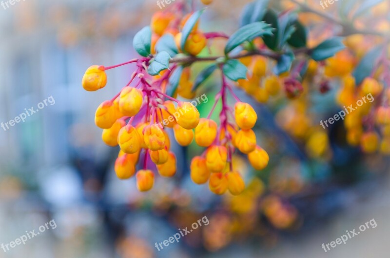 Flowers Flower Plants Nature Macro