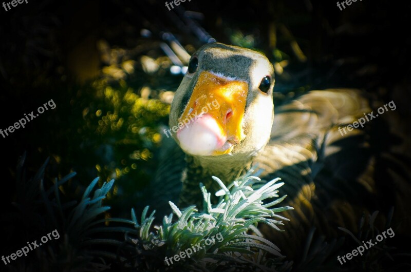 Animal Beak Bird Brown Domestic