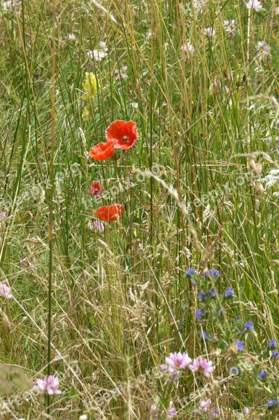 Pre Field Poppy Prairie Nature