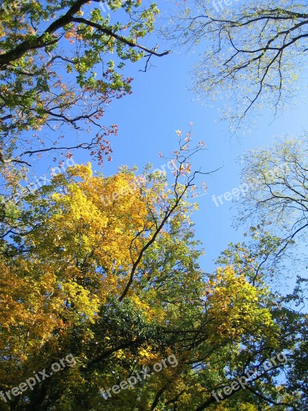 Sky Trees Canopy Branches Foliage