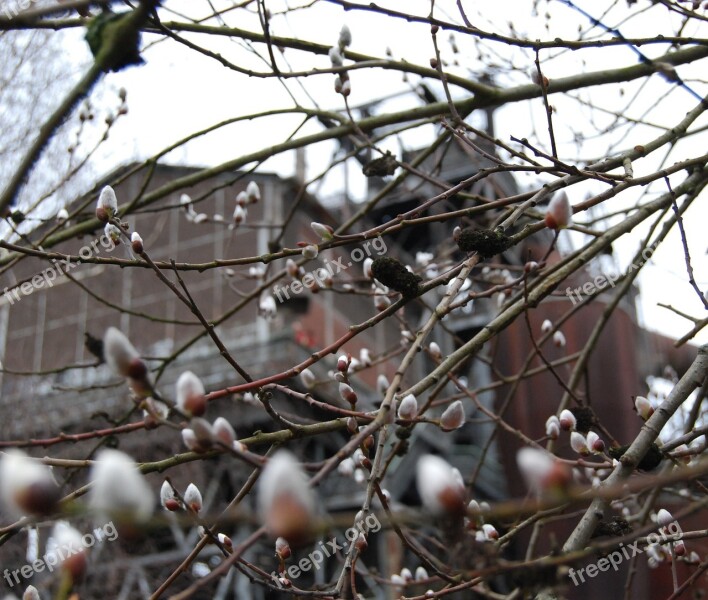 Willow Catkins Branch Aesthetic Plant Tree