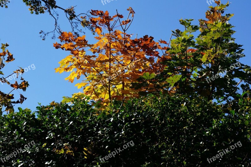 Fall Leaves Seasons Autumn Tree