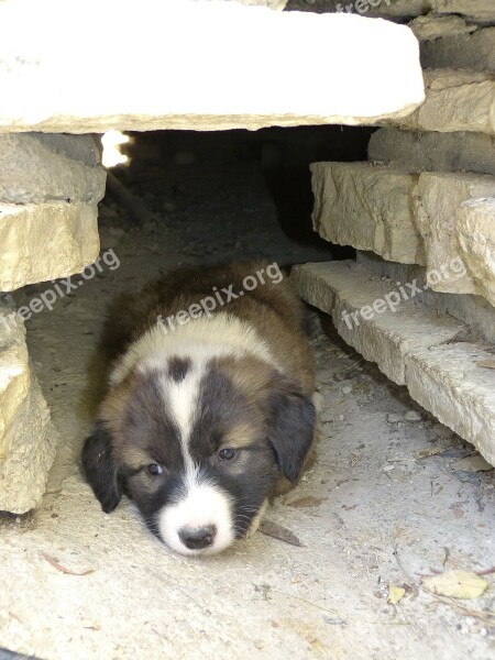 Dog Young Tired Sleepy Cute