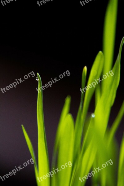 Grass Growing Green Drop Water