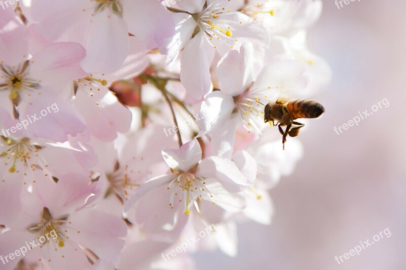 Animal Bee Blossom Cherry Close-up