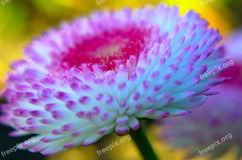 Flowers Flower Plants Nature Macro