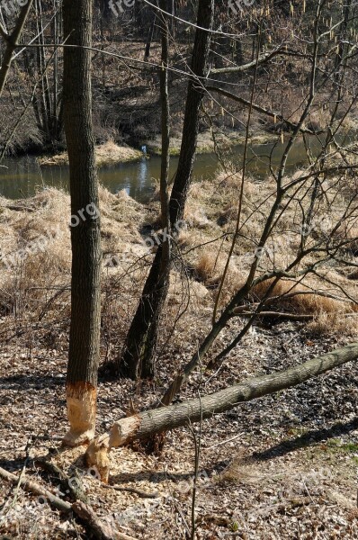 Tree Forest Beaver Lodges Construction Water