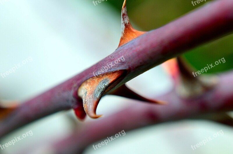 Rose Thorn Macro Plant Flower