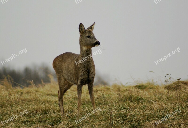 Deer Spring Nature Animals Meadow