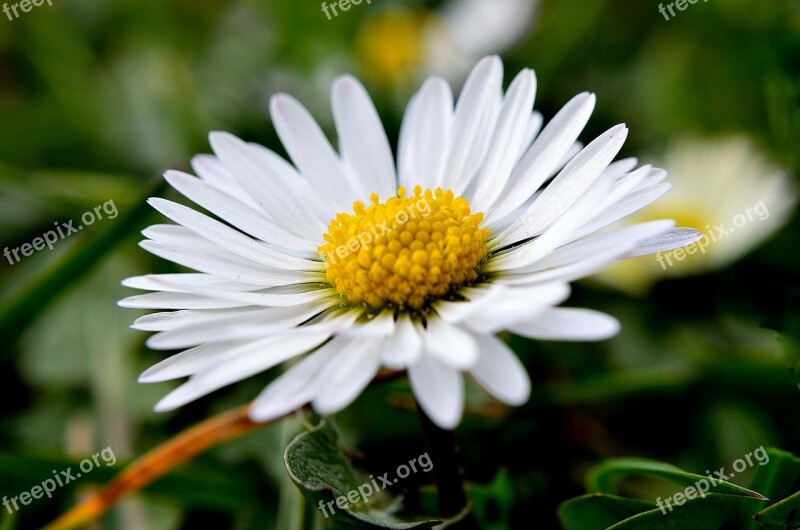 Flowers Flower Plants Nature Macro