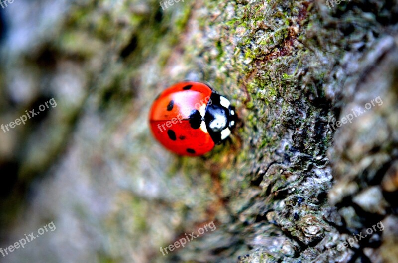 Ladybird Macro Insect Animal Red