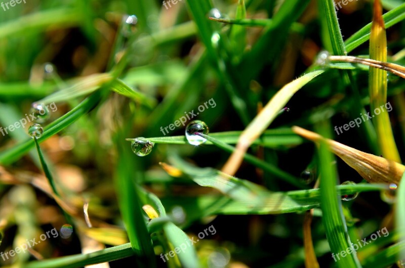 Drop Water Grass Macro Rain