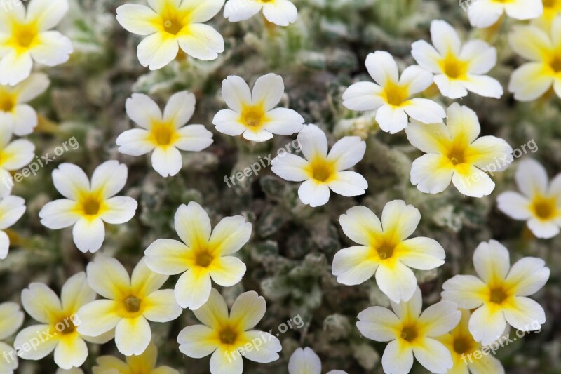 Background Bloom Blossom Bunch Detail