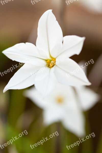 Beautiful Beauty Bloom Blossom Close-up