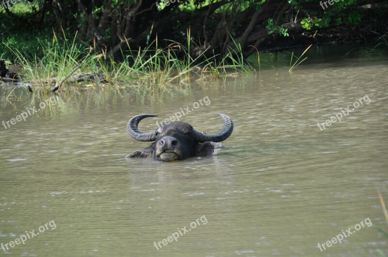 Buffalo Water Bath Cool Animal