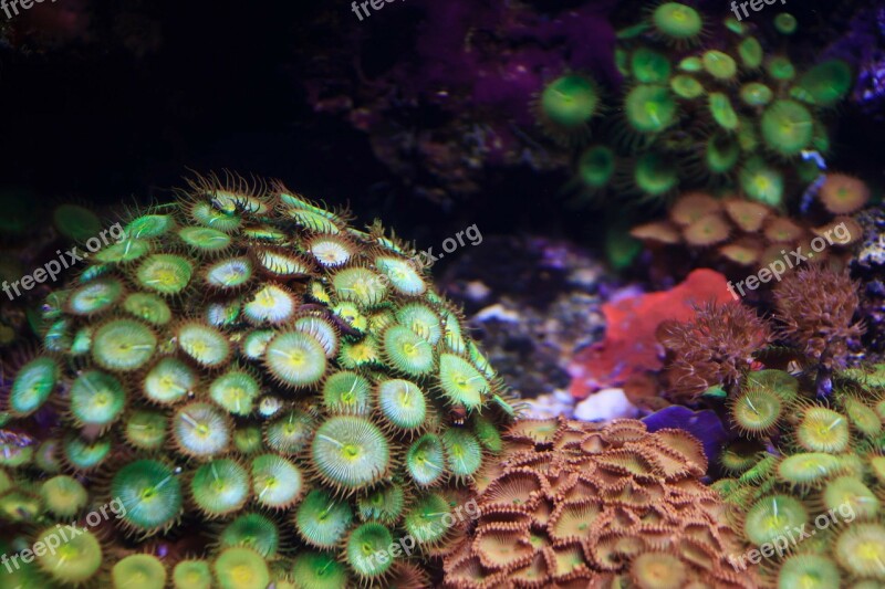 Anemone Animal Colony Colorful Coral