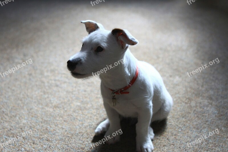 Jack Russell Terrier Puppy Dog