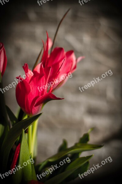 Pink Tulips Flowers Florist Flora