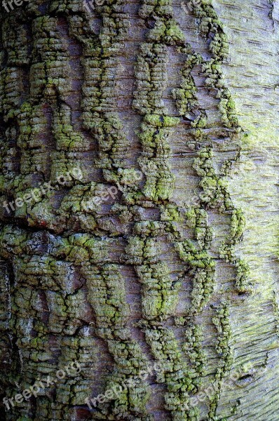 Bark Tree Background Nature Shape