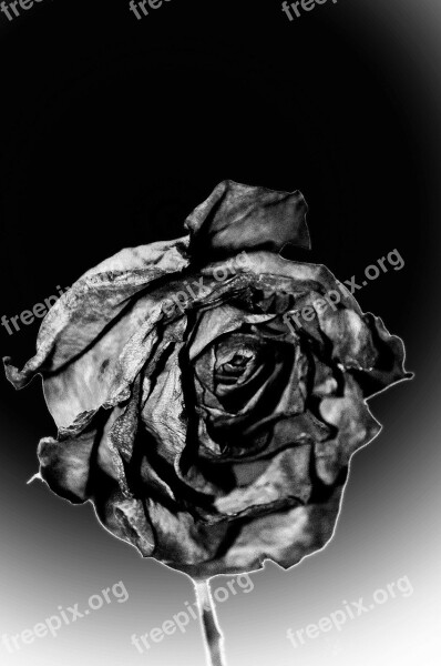 Dead Rose End Sadness Flowers