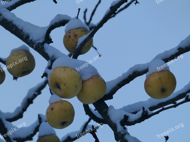 Apple Fruit Snow Cold Frozen