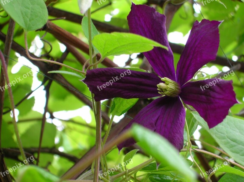 Garden Flower Purple Wildflower Spring