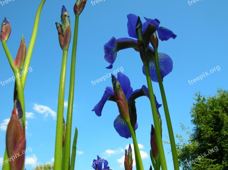 Irises Iris Flower Summer Garden