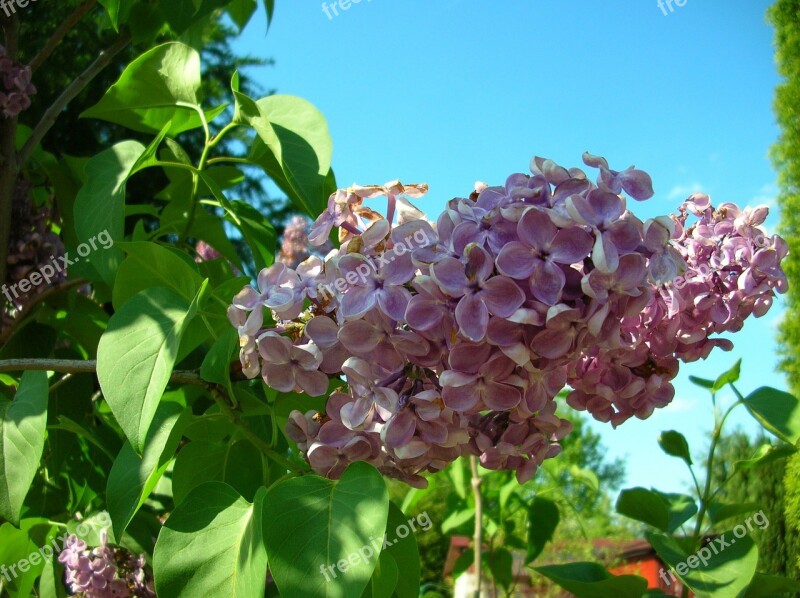 Without Garden Violet Plant Flower