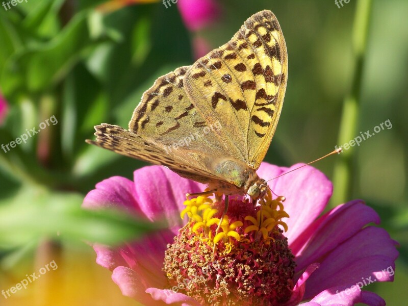 Nature Travel Flower Butterfly Beauty