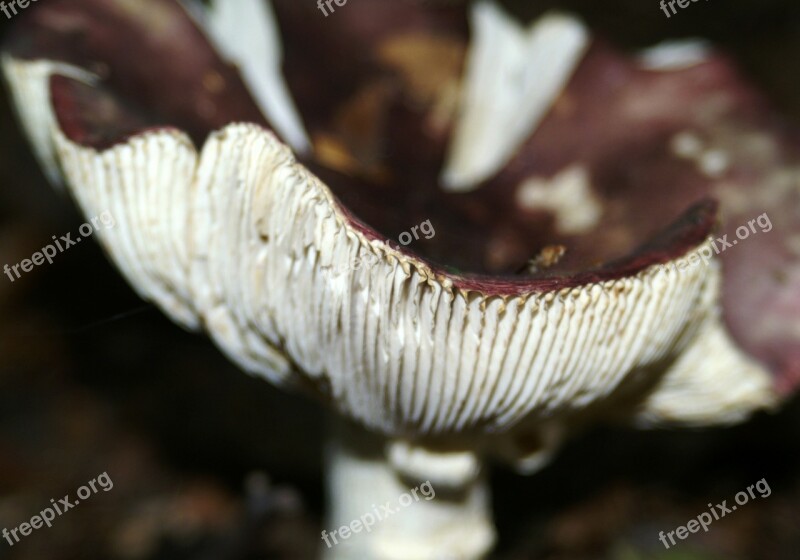 Forest Mushroom Lamellar Mushrooms Bottom