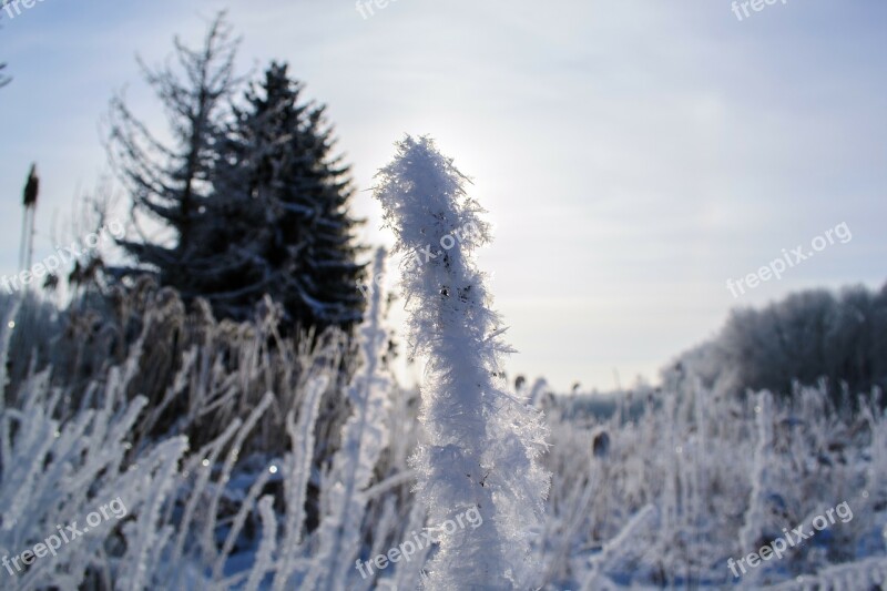 Hoarfrost Plant Iced Cold Icy