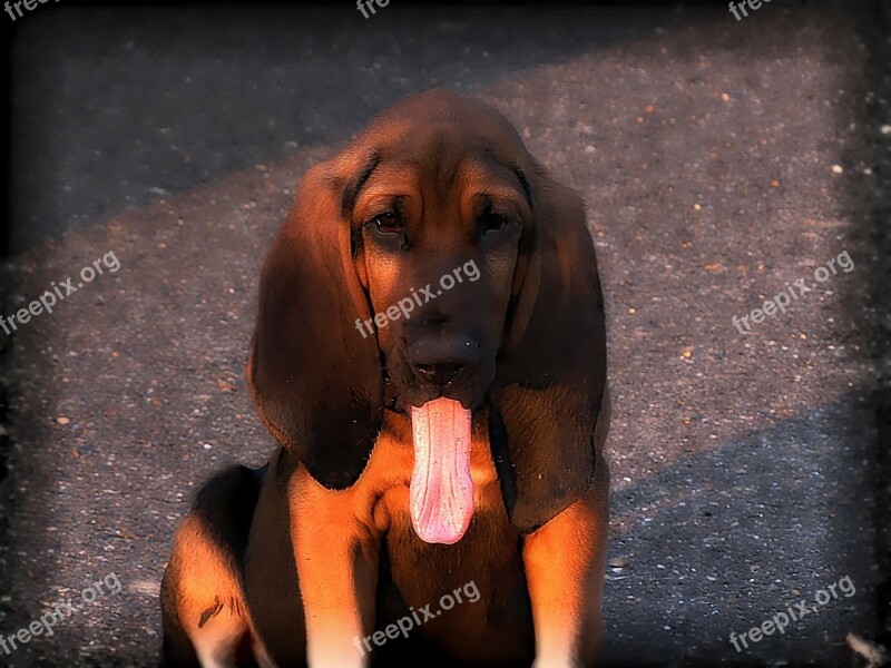 Hound Dog Pet Brown Canine