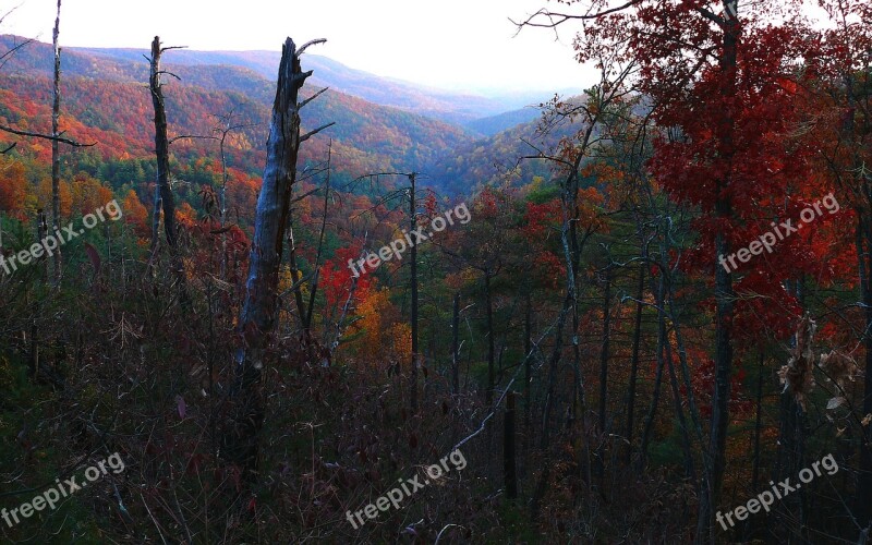 Forest Trees Fall Autumn Seasons