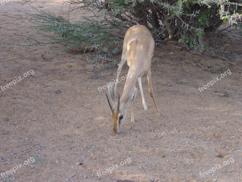 Wild Animals Gazelle Dione Djibouti Africa Free Photos