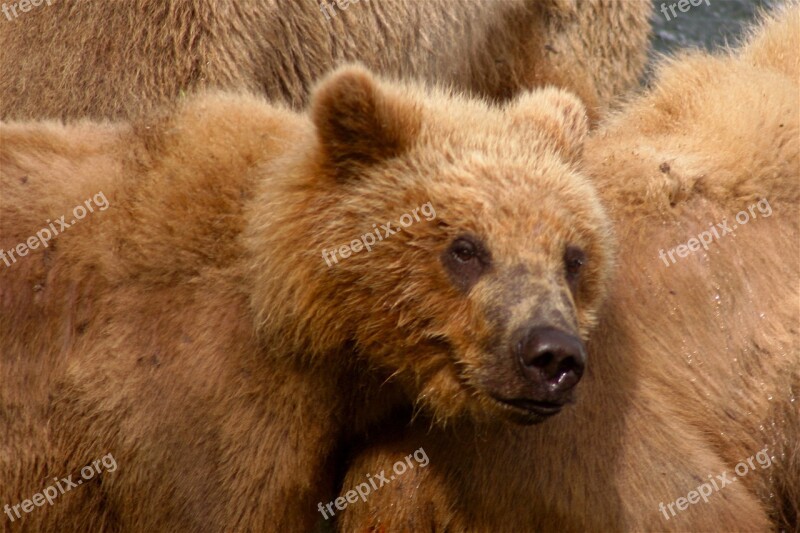 Kodiak Bear Bear Predator Animal Bears