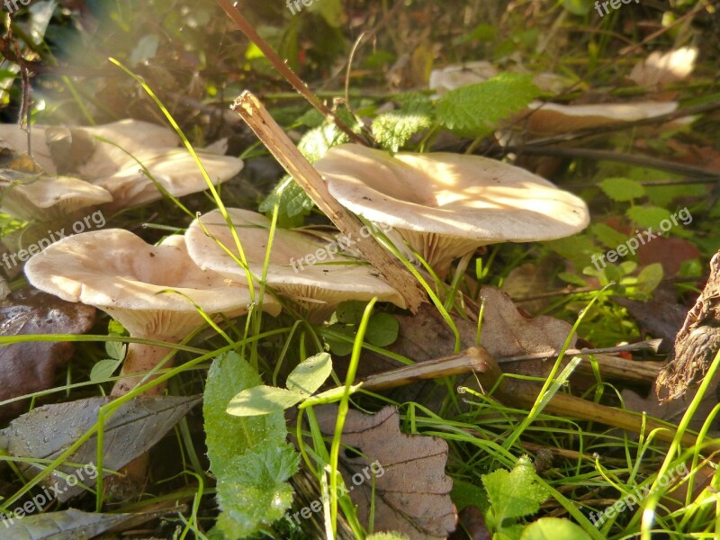 Mushroom Forest Mushrooms Autumn Toxic