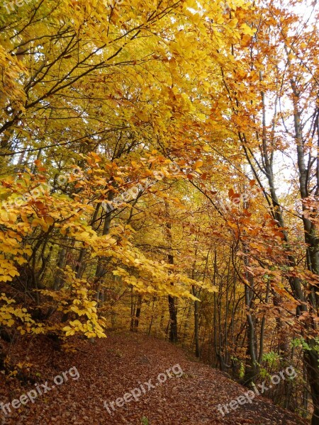 Autumn Forest Autumn Forest Season Nature