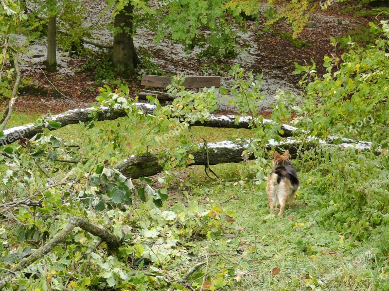 Forest Tree Destroyed Damaged Nature