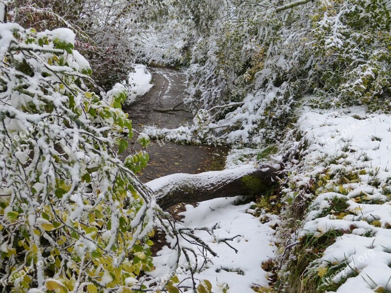 Forest Damage Winter Wintry Snow