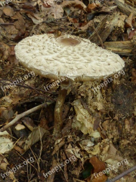 Mushroom Mushrooms Forest Toxic Autumn