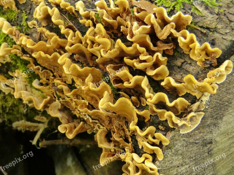 Mushroom Mushrooms Forest Toxic Autumn